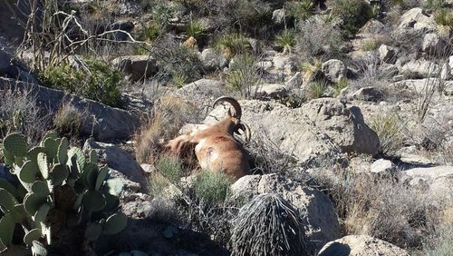 aoudad as they lay.jpg