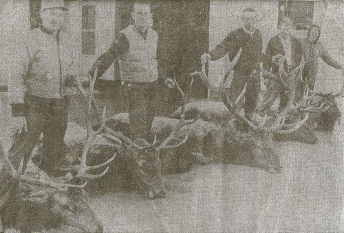 old_elk0001.jpg