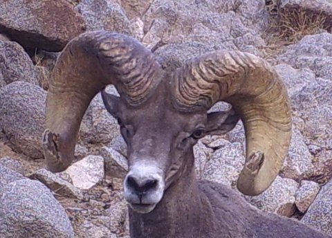 Tom's sheep hunt - Butkus.JPG Tom's sheep hunt - Butkus.JPG