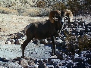 Tom's sheep hunt - Brute solo.jpg Tom's sheep hunt - Brute solo.jpg