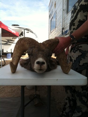 Tom's sheep hunt - Robbie's ram.JPG Tom's sheep hunt - Robbie's ram.JPG