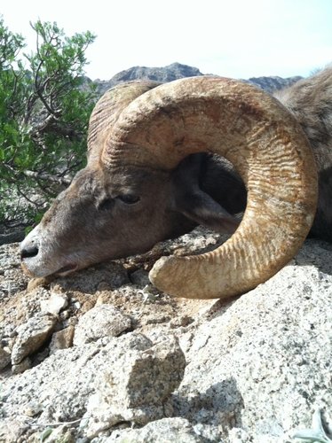 Tom's sheep hunt - Robbie's ram left side.JPG Tom's sheep hunt - Robbie's ram left side.JPG