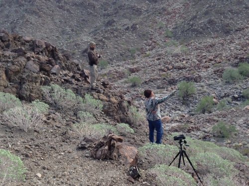 Tom's sheep hunt -Sheep Mtn - they're  right there.JPG