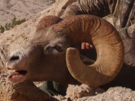 Tom's sheep hunt - Diener's ram left side cropped.JPG