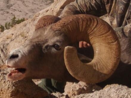 Tom's sheep hunt - Diener's ram left side cropped.JPG Tom's sheep hunt - Diener's ram left side cropped.JPG