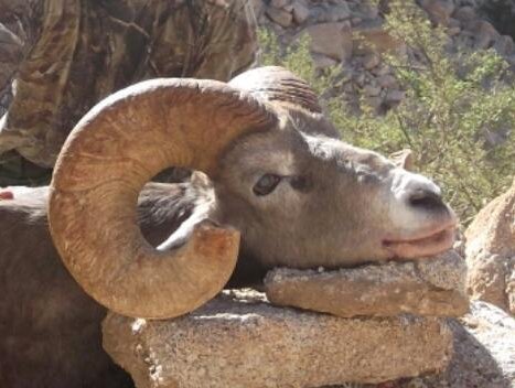 Tom's sheep hunt - Diener's ram right side cropped.jpg Tom's sheep hunt - Diener's ram right side cropped.jpg