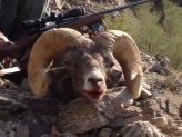 Tom's sheep hunt - Patrick Murphree's ram cropped.jpg