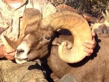 Tom's sheep hunt - Dec 5 Kent's ram 2.jpg