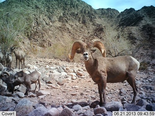 Tom's sheep hunt - freeway ram.JPG