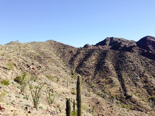 Tom's sheep hunt - freeway palo verde.JPG