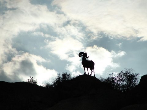 Tom's sheep hunt - last day freeway ram.JPG