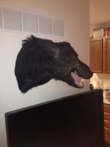 Boar Left Side.jpg