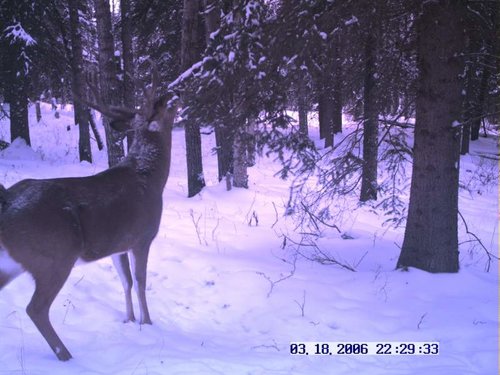 Trail cam home quarter December 2012 056.jpg