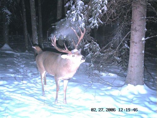 Trail cam home quarter December 2012 026.jpg