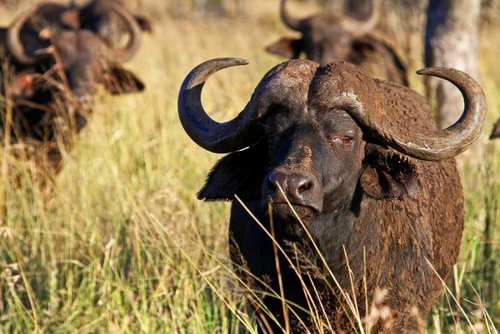 Cape Buffalo.jpg