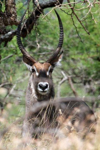 Waterbuck.jpg