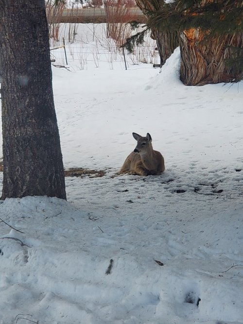 front yard contentment.jpg