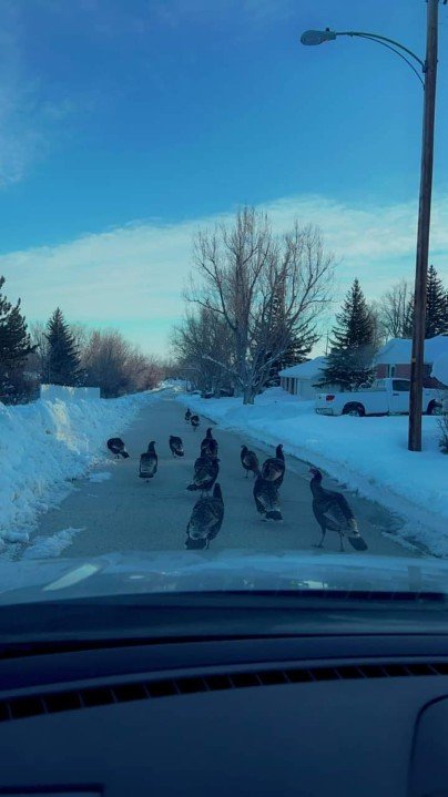 Resized_FB_IMG_1680814712220.jpeg Resized_FB_IMG_1680814712220.jpeg