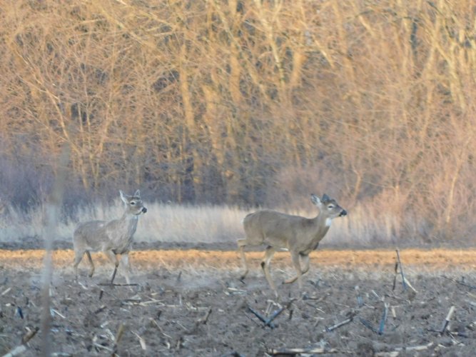 first archery hunt eldorado 024.JPG