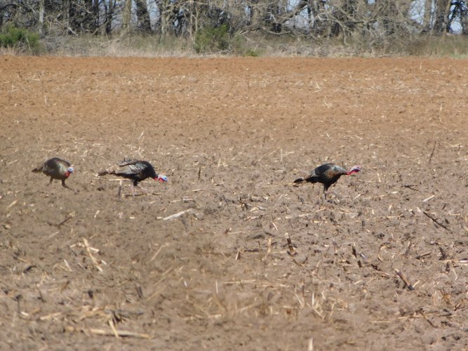 first archery hunt eldorado 082.JPG