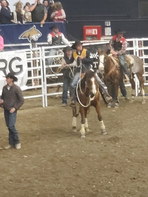 Bode won calf roping MSU Spring Rodeo 23.jpg Bode won calf roping MSU Spring Rodeo 23.jpg