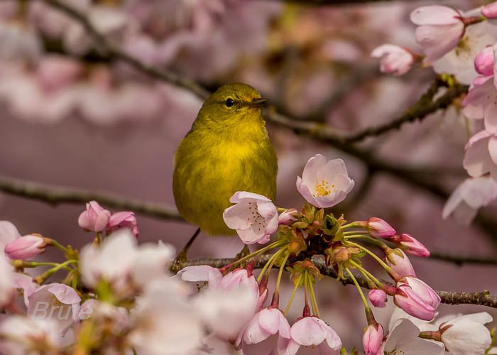 Yellow Warbler April 2023 a-1204.jpg