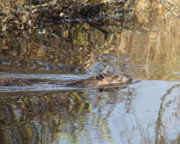 Beaver.jpg Beaver.jpg