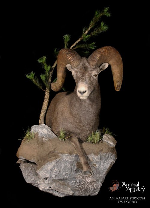 Resized_Rock,_Alicia,_Desert_Sheep_half_life_size,_44404.jpeg Resized_Rock,_Alicia,_Desert_Sheep_half_life_size,_44404.jpeg