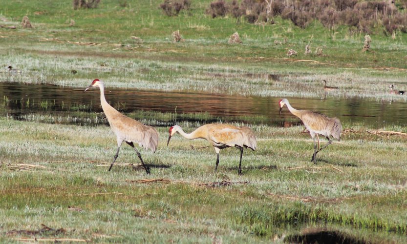 SANDHILL CRANE.JPG