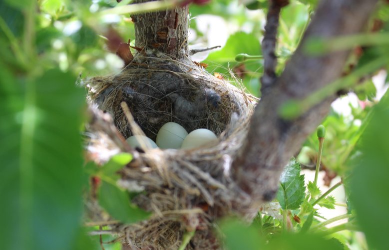 goldfinch nest.JPG