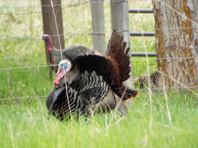 Gobbler2.JPG Gobbler2.JPG