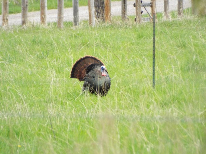 Gobbler1.JPG Gobbler1.JPG