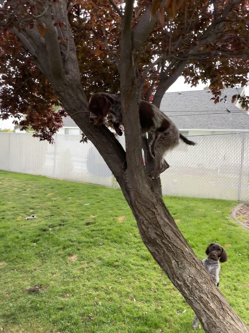 pups.jpg