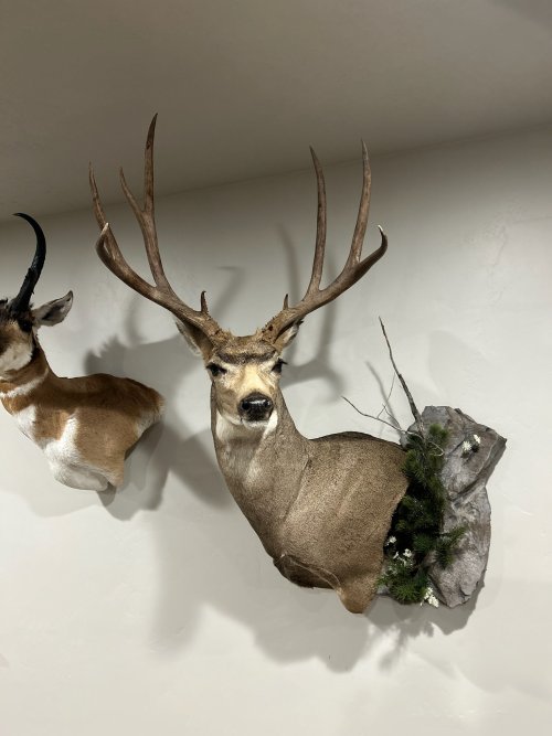 Deer Mount.jpg