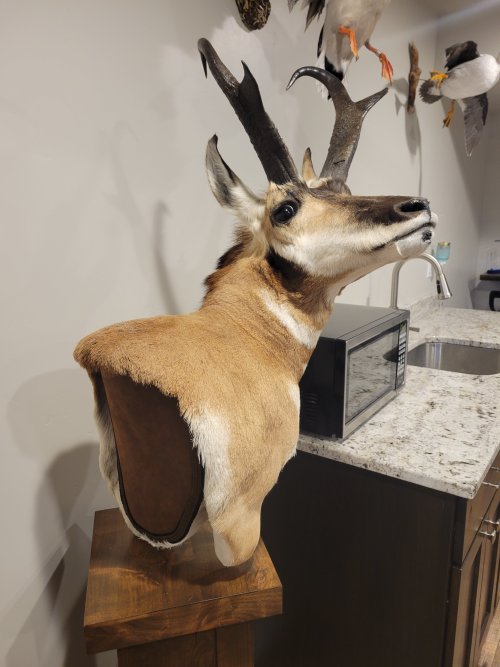 Antelope Mount 3.jpg