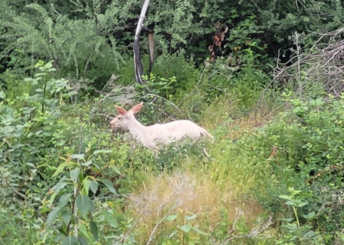 white deer 2.jpg