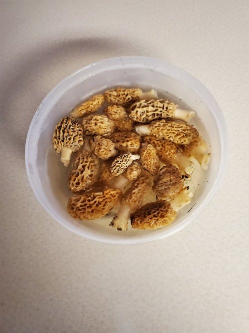 Little Morels May 21, '23.jpg