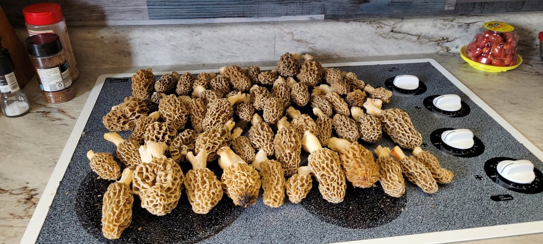 morels.jpg