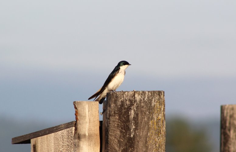 tree swallow.JPG