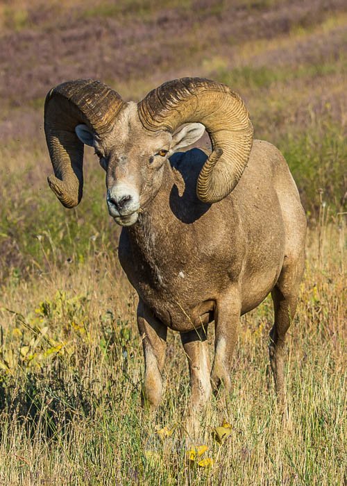 Sheep June 2016 a-7961.jpg