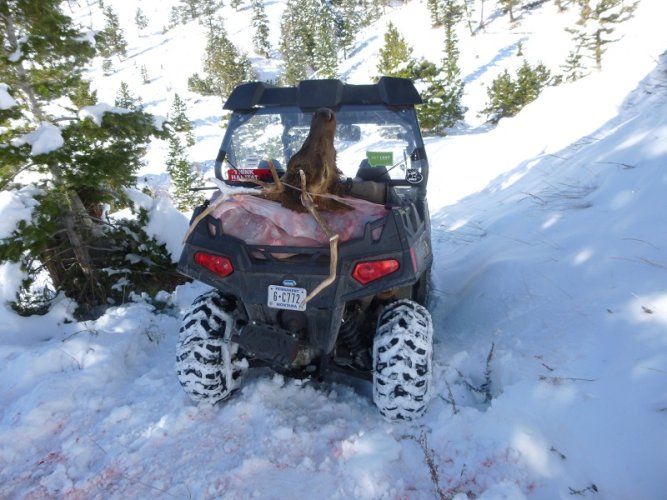 Elk on Willy.JPG Elk on Willy.JPG