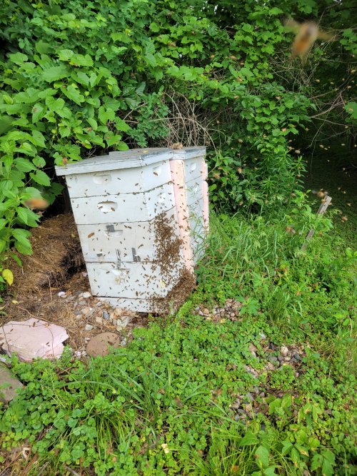 20230603 Swarm of bees recolonizes abandoned hive.jpg