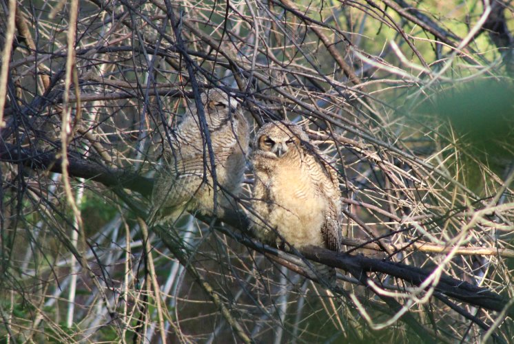 GH OWL FLEDGLING.JPG