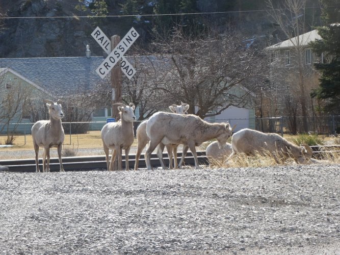 Sheep crossing.JPG