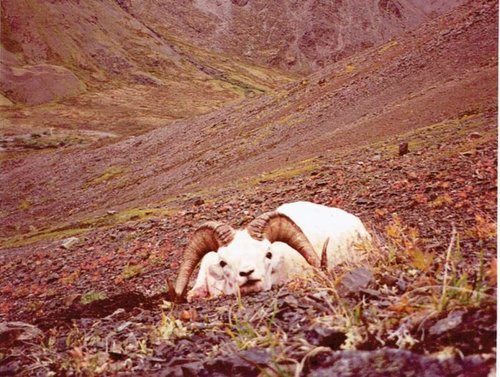 Dall Sheep Yukon.jpg
