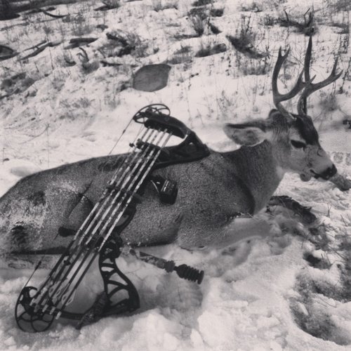 2013 deer.JPG