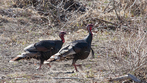 turkeys.jpg