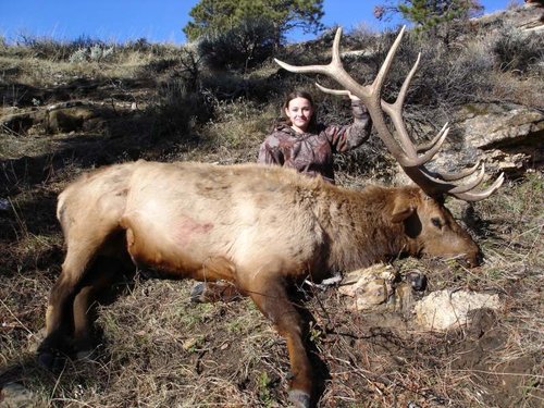 Lindsey's elk 001.jpg