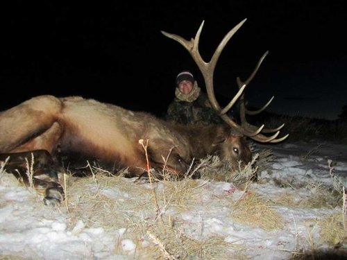 Kerry's 2011 elk.jpg Kerry's 2011 elk.jpg