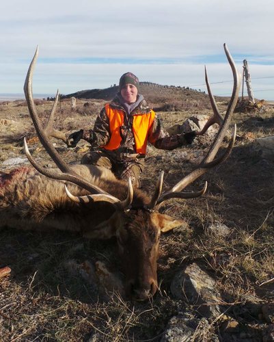 Kerry's bull 2013.jpg Kerry's bull 2013.jpg